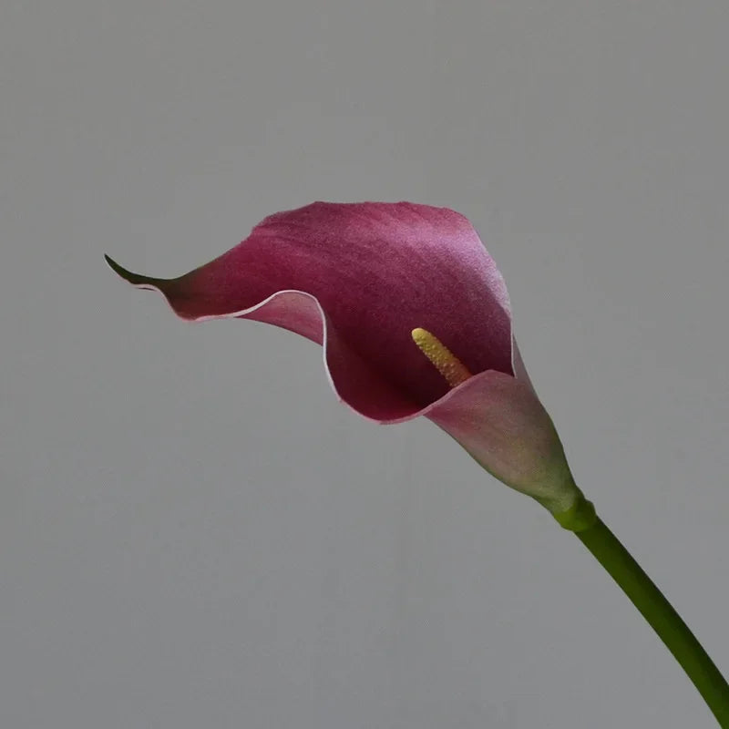 A deep magenta calla lily flower with a pale green stem against a neutral gray background.