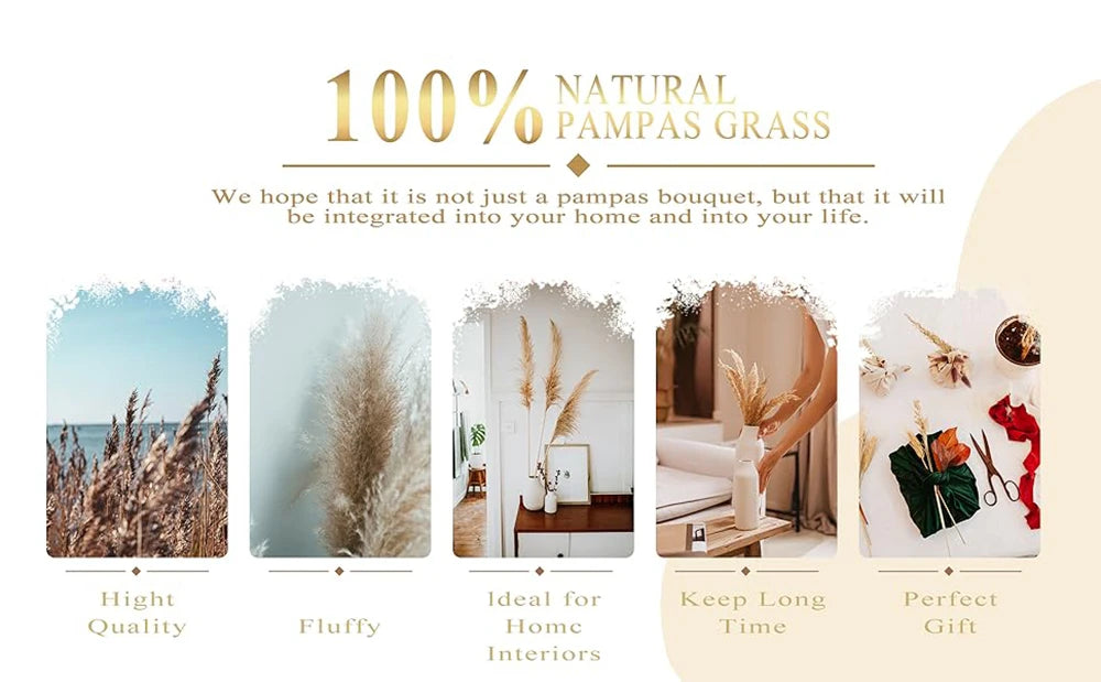 A visual guide showing the qualities of 100% natural Pampas grass including high quality, fluffy texture, suitability for hom