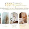 A display of natural pampas grass dried flowers highlighting high quality fluffiness and suitability for home interiors