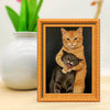 A framed painting depicting an orange cat hugging a black cat, set against a dark background.
