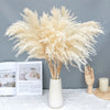 A bouquet of light beige natural dried pampas grass arranged in a white vase on a white surface.