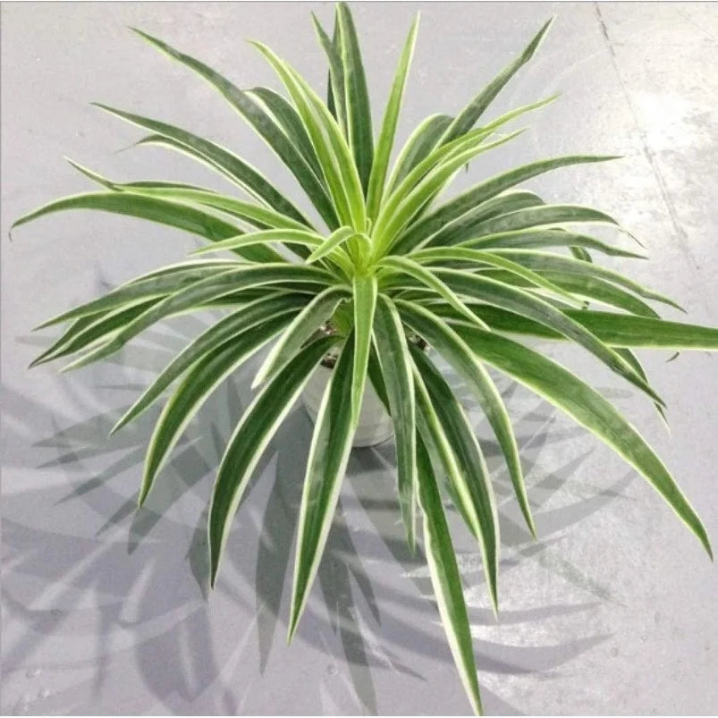 A vibrant green artificial chlorophytum branch with long, pointed leaves displayed on a light surface.