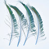 A fan of natural peacock feathers showing green and blue iridescent plumes.