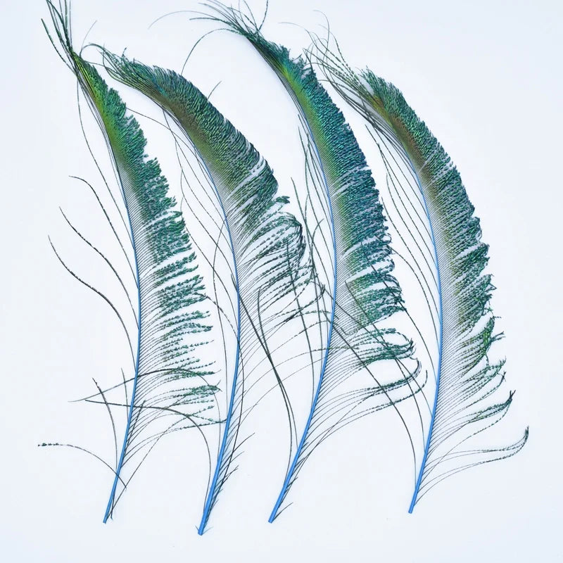 A fan of natural peacock feathers showing green and blue iridescent plumes.