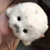 A white seal plush toy with black eyes and a small silver charm being held by a hand.