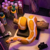 A golden resin ball python wall sculpture coiled on a white surface with various supplies nearby.