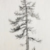 A delicate, vertical pencil sketch of a bare coniferous tree against a light background.