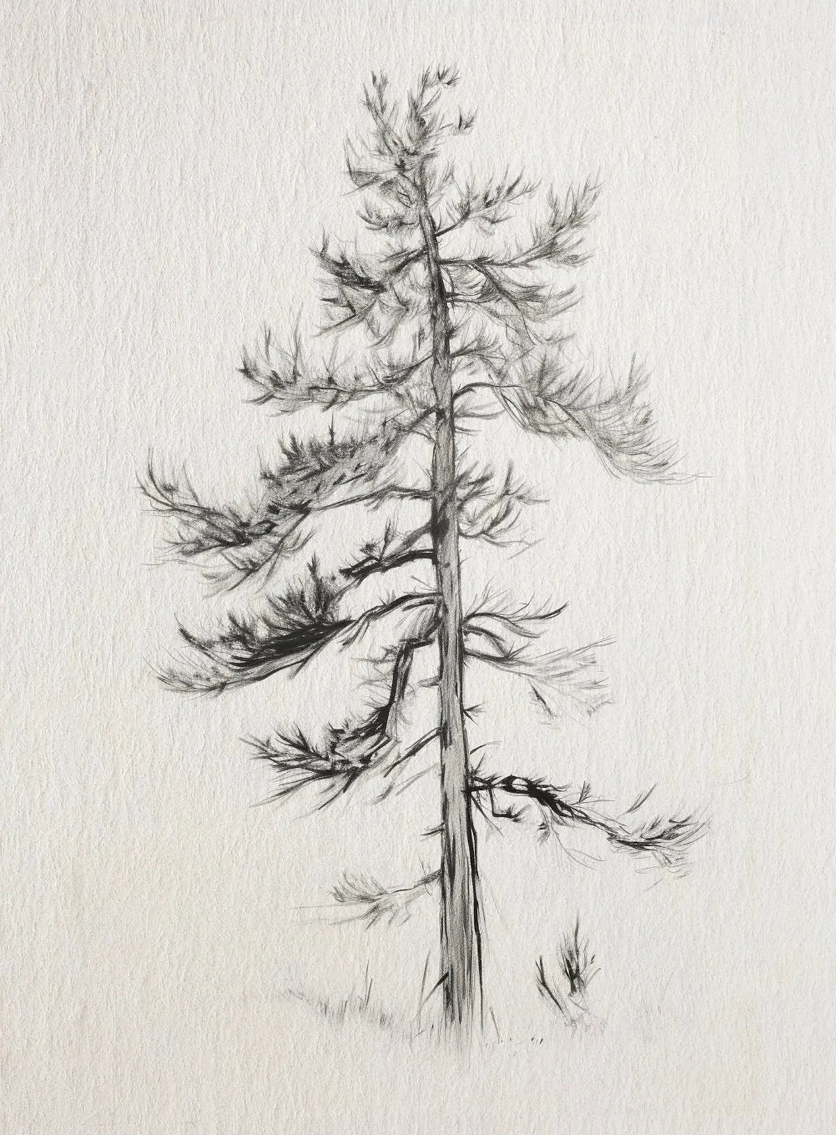 A delicate, vertical pencil sketch of a bare coniferous tree against a light background.