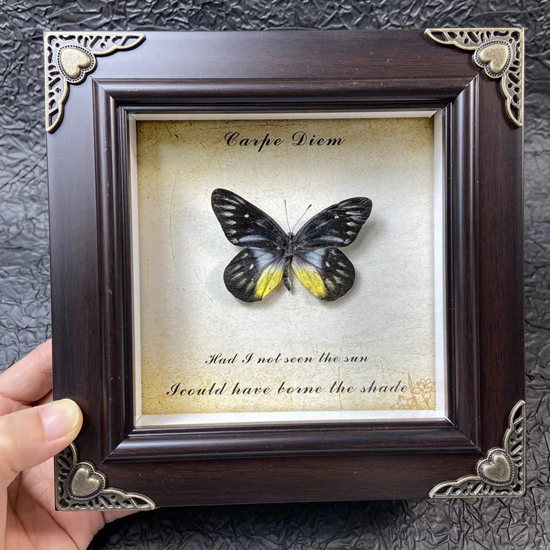 A dark brown framed piece of art featuring a black and yellow butterfly specimen with text inside.