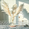 A bouquet of dried pampas grass arranged in a clear glass vase on a white table.