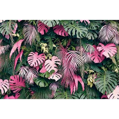 A dense backdrop of various tropical jungle leaves in shades of green and pink for photography.