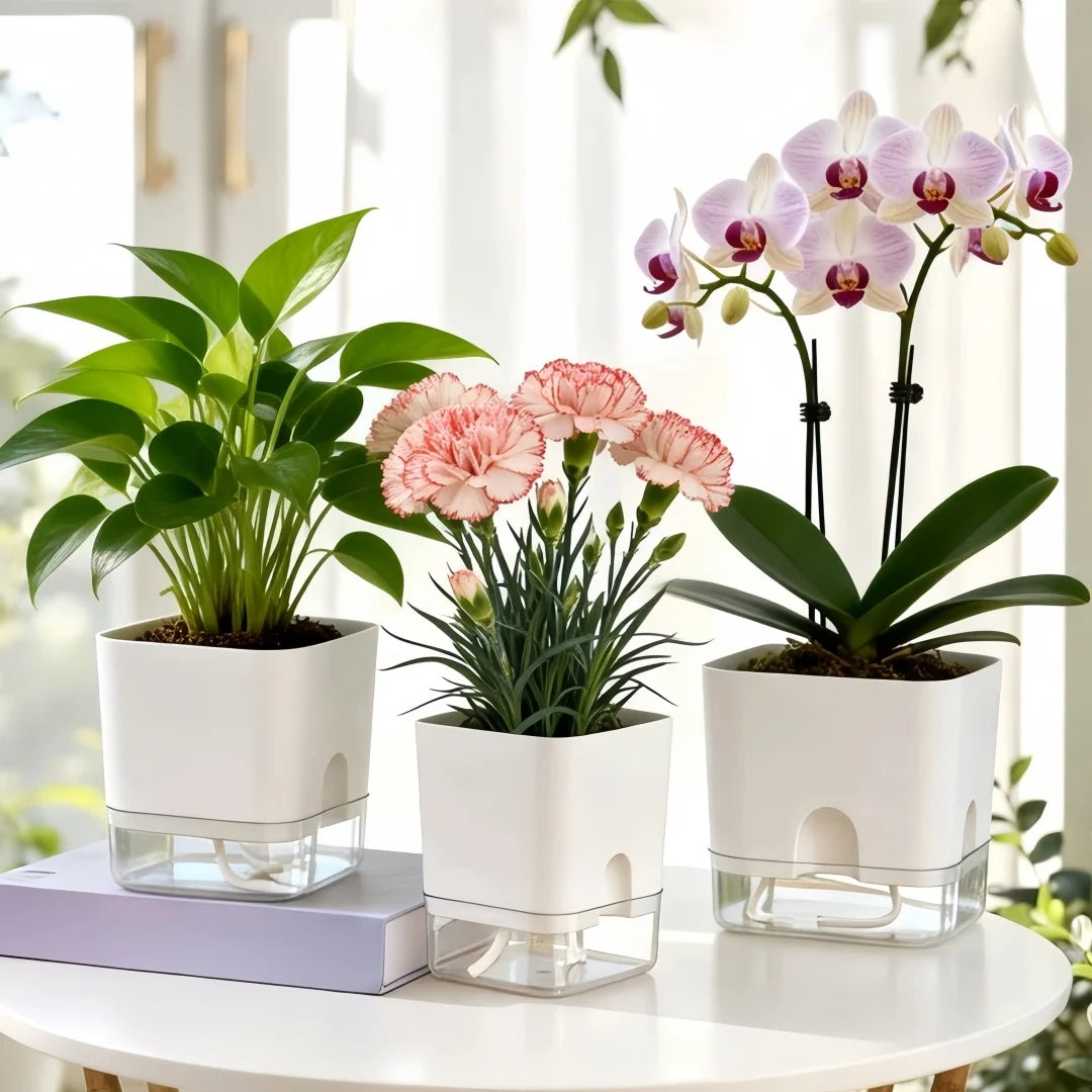 Three white self-watering planters holding vibrant green and pink orchid plants.