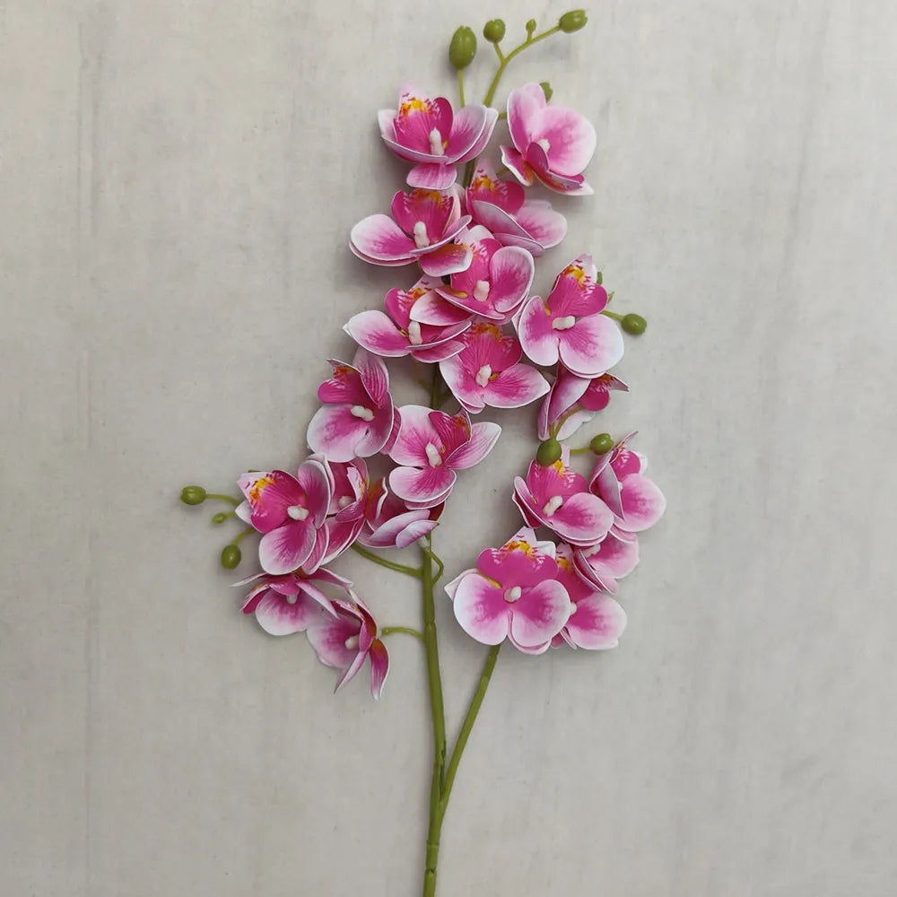 A vertical arrangement of pink and white orchid blooms on a green stem.