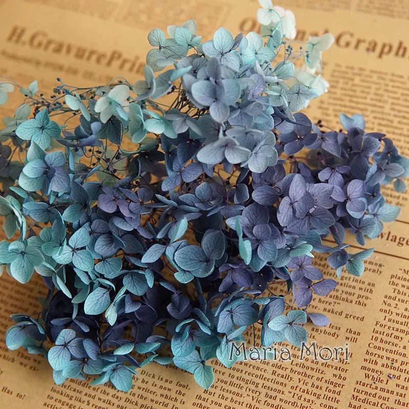 A cluster of blue-gray dried hydrangea flowers displayed against a background of old paper.
