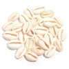 Natural Sea Snail Shell Beads for DIY Jewelry Making