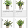 Three potted green plants: bamboo and cypress, juniper, and luotuopeng.