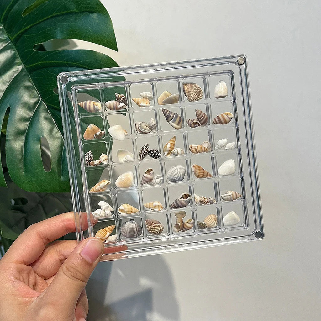 A hand holds an acrylic magnetic display box filled with various natural seashells.