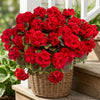 Un vibrante ramo de flores de geranio rojo de seda artificial en una cesta tejida