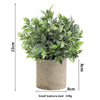 A lush green eucalyptus plant in a rustic gray pot with a height of 23cm.