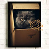 A dark gray fluffy kitten peeks out of a cardboard box, with an orange circle graphic in the corner.
