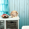Wooden Seashell Display Box with Acrylic Window