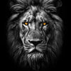 A close-up portrait of a majestic male lion with intense golden eyes and a dark mane against a black background.