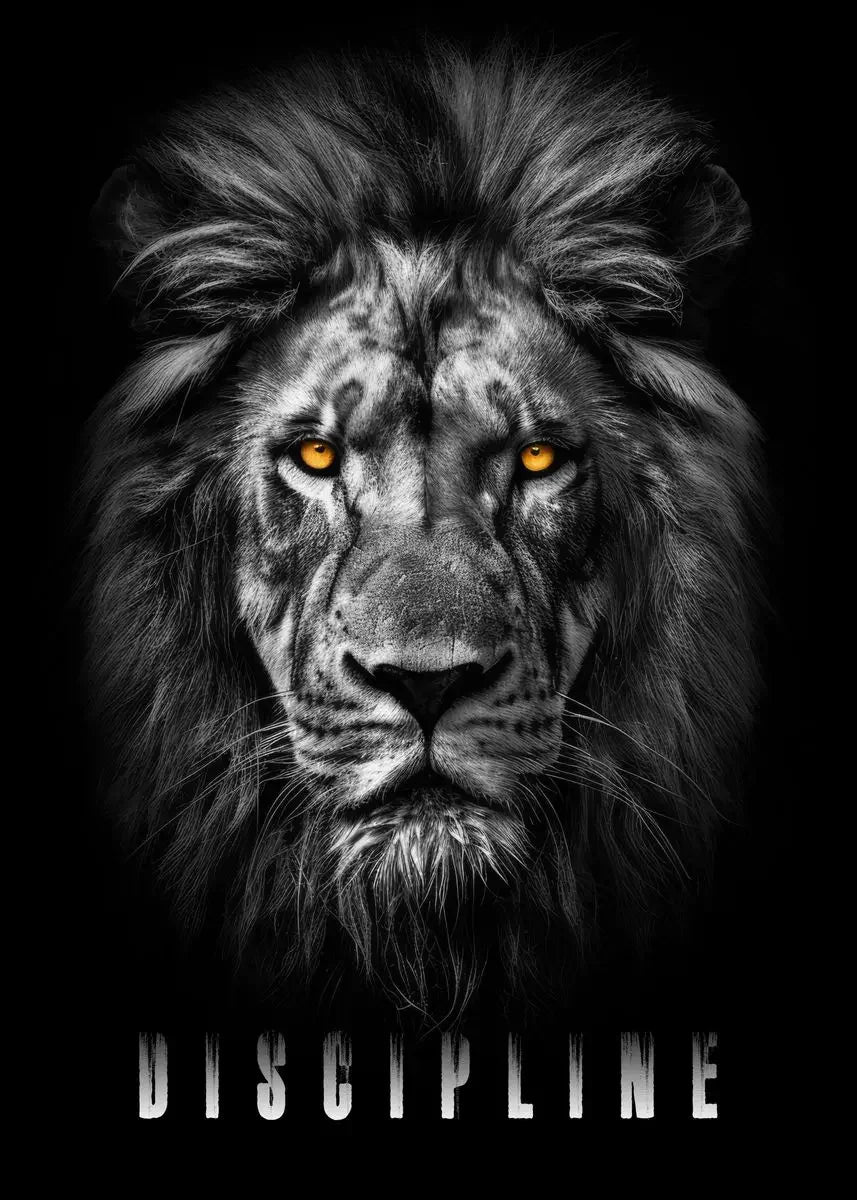 A close-up portrait of a majestic male lion with intense golden eyes and a dark mane against a black background.