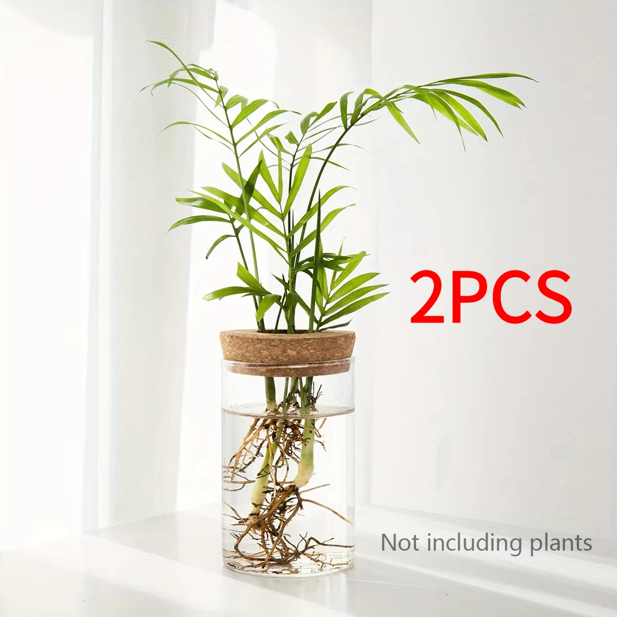 Un pot en verre transparent contenant des racines et des tiges de plantes, exposé à l'intérieur.