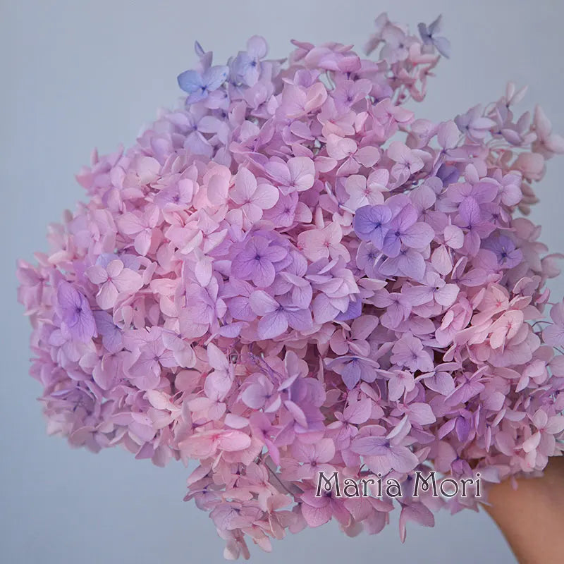 A bouquet of pink and purple dried hydrangea flowers