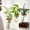 Trois pots en verre contenant des plantes d'intérieur avec des racines et du feuillage visibles
