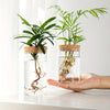 Une main tient un pot en verre contenant une petite plante verte avec des racines visibles et une plus grande plante dans un 