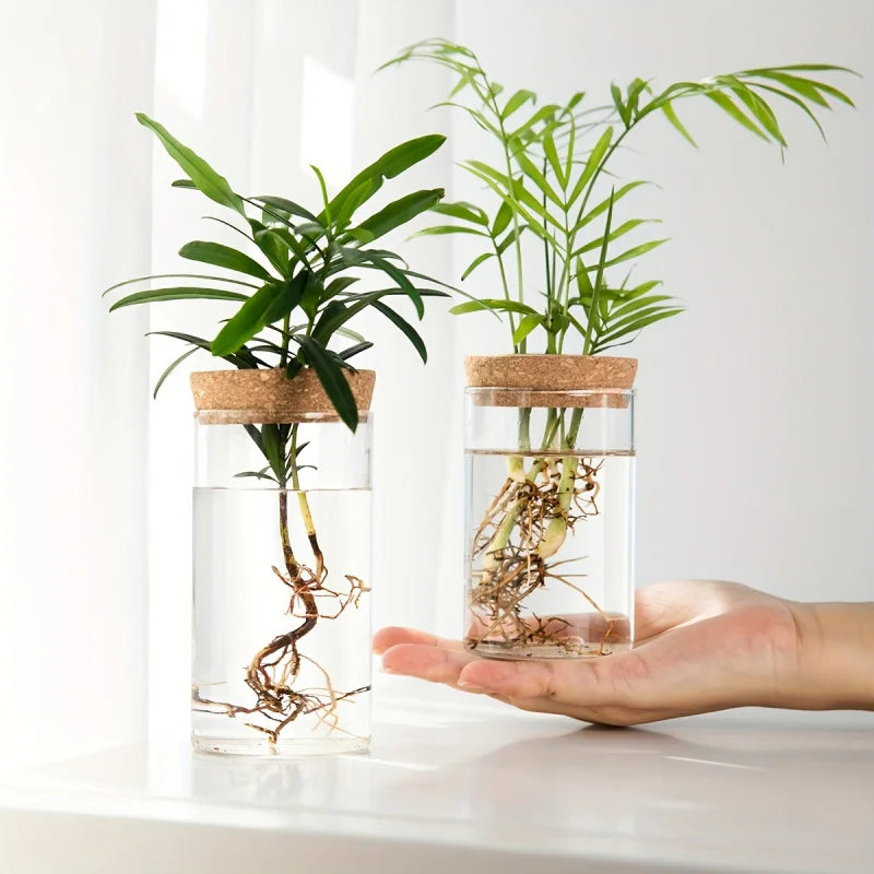 Une main tient un pot en verre contenant une petite plante verte avec des racines visibles et une plus grande plante dans un 