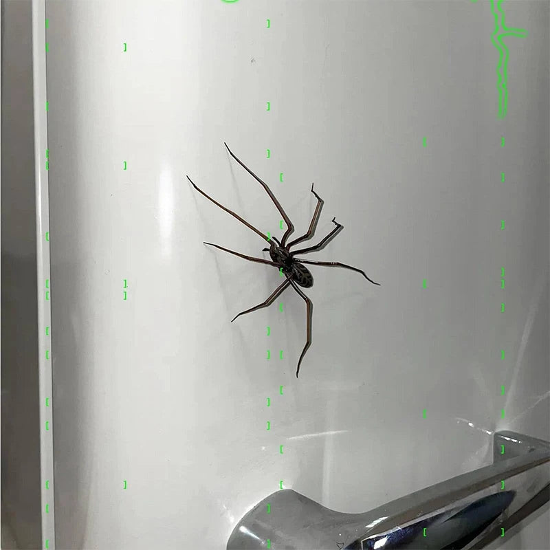 Funny Spider Fridge Magnet Set