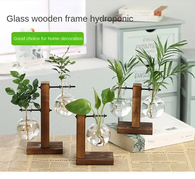 Glass wooden frame hydroponic plant display featuring various green plants.