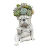 Un pot en résine sculpté en forme de bouledogue français avec de la verdure succulente sur la tête.