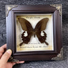A dark brown butterfly specimen is displayed in a wooden frame with gold accents, featuring the text Carpe Diem.
