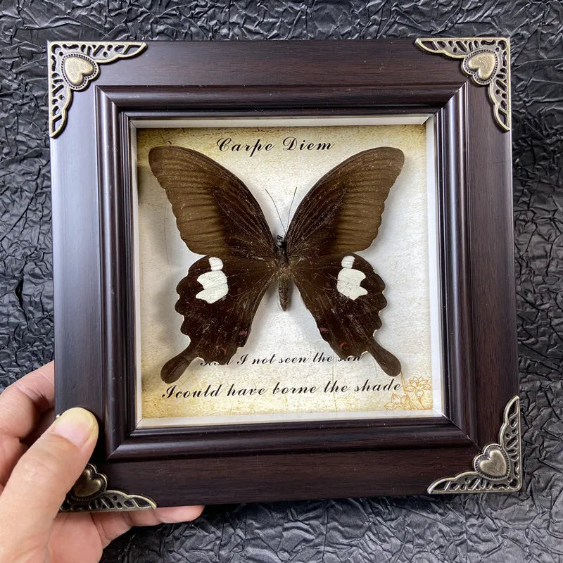 A dark brown butterfly specimen is displayed in a wooden frame with gold accents, featuring the text Carpe Diem.