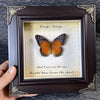 A framed piece of art featuring a real butterfly specimen, likely a monarch, in an ornate wooden frame.