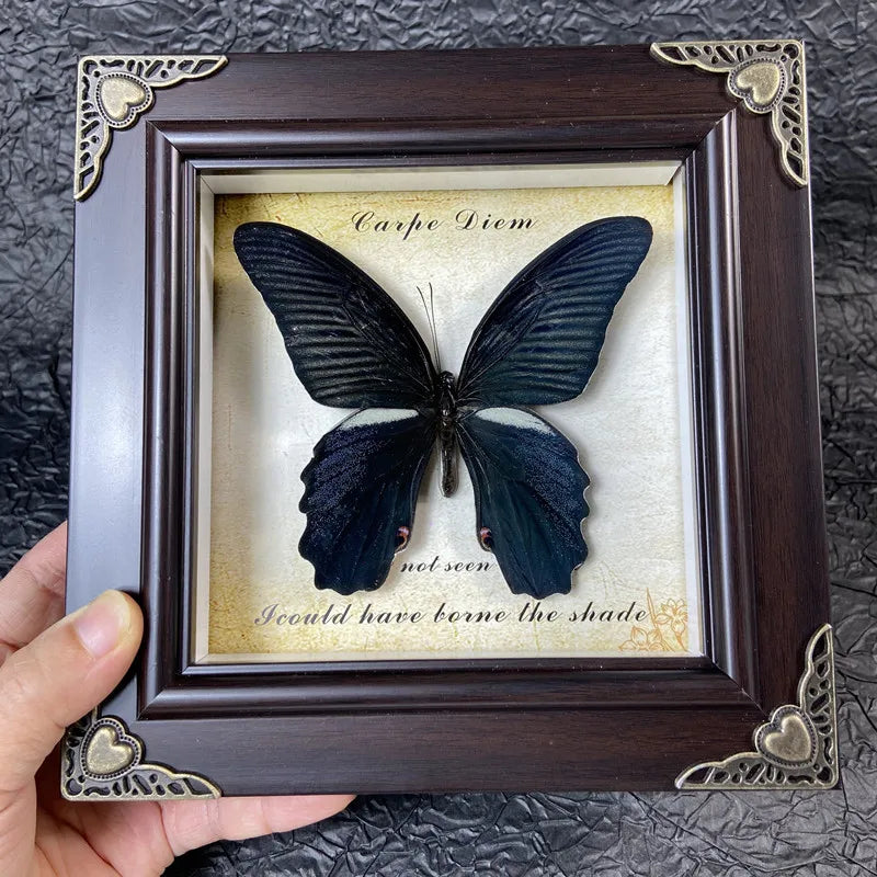 A dark blue butterfly specimen is displayed in a wooden frame with gold accents, featuring text about the shade.
