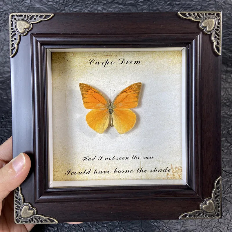A framed piece of art featuring an orange butterfly specimen with text that reads Carpe Diem and a poetic phrase.