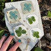 A white stone features several pressed blue and green flowers, including clover shapes, used for dried flower crafts.