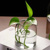 A clear glass hydroponic vase with green plants growing in water, displayed on a white surface.