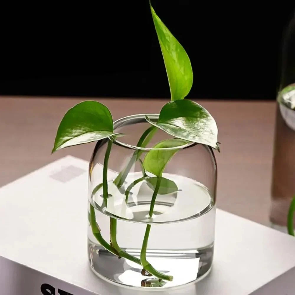 A clear glass hydroponic vase with green plants growing in water, displayed on a white surface.