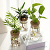 Collection de petites plantes d'intérieur dans des bocaux en verre avec les racines, présentées sur une surface blanche.