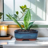 A vibrant green succulent plant in a blue ceramic planter sits on a windowsill with natural light.
