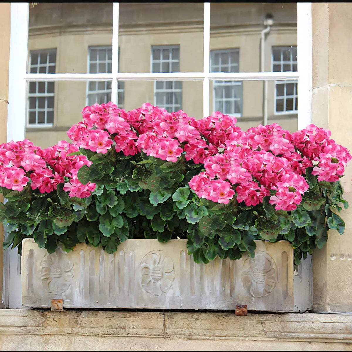 A vibrant display of pink geranium flowers in a planter set against a light-colored building facade.