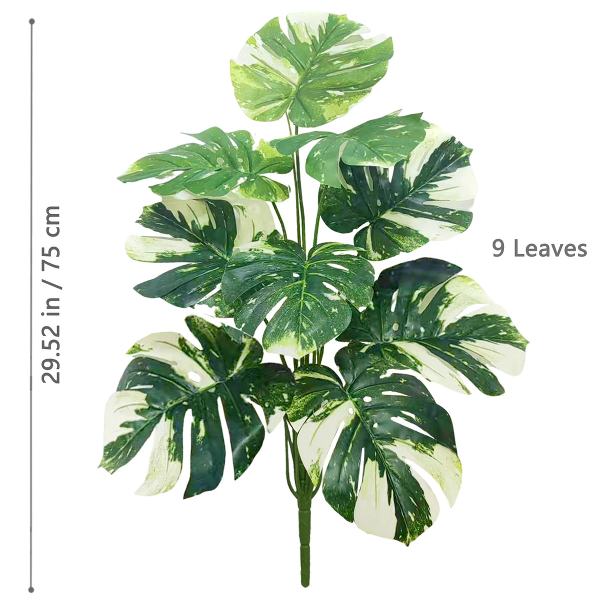 A watercolor illustration of a plant with nine variegated monstera leaves, measuring 29.52 inches tall.