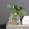 A glass vase holds a green plant with large leaves on a light gray surface.