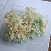 A cluster of pale green and cream dried hydrangea florets used for home decor.