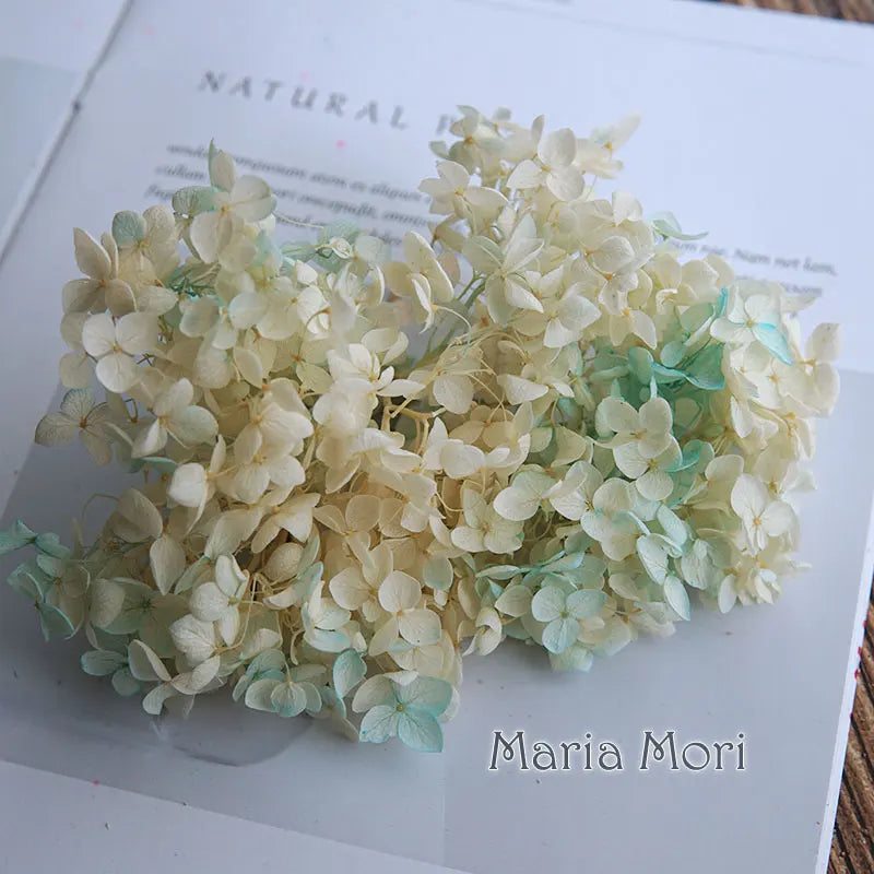 A cluster of pale green and cream dried hydrangea florets used for home decor.